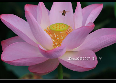 Lotus2007_08.jpg