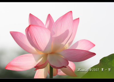 Lotus2007_09.jpg