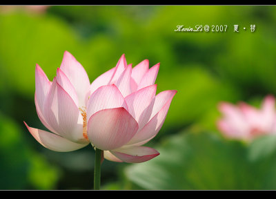 Lotus2007_10.jpg