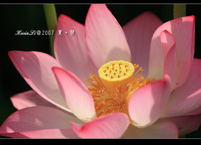 Lotus2007_11.jpg