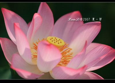 Lotus2007_12.jpg