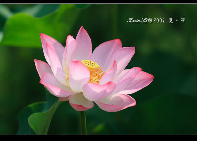 Lotus2007_13.jpg