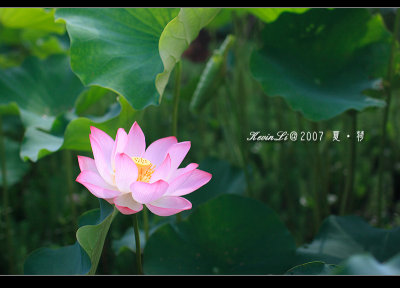 Lotus2007_14.jpg