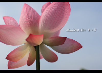 Lotus2007_15.jpg