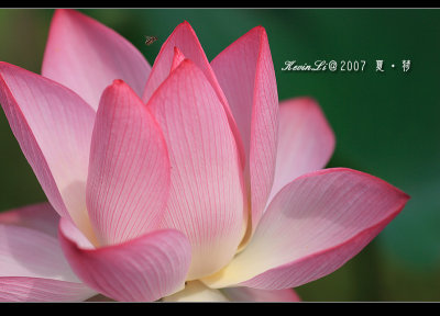 Lotus2007_17.jpg