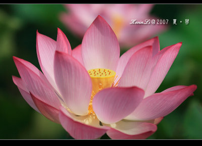 Lotus2007_18.jpg