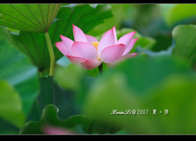 Lotus2007_19.jpg