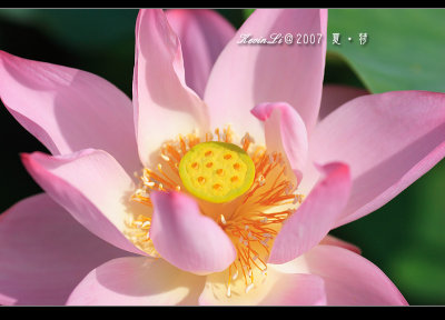 Lotus2007_20.jpg