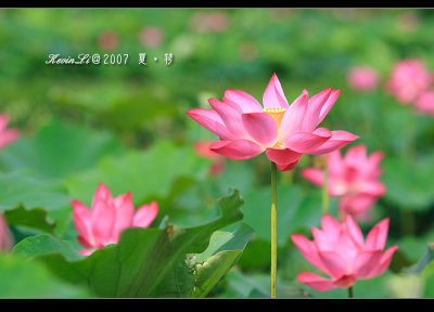 Lotus2007_22.jpg