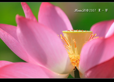 Lotus2007_23.jpg