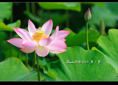 Lotus2007_24.jpg