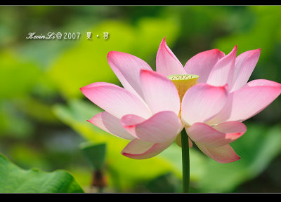 Lotus2007_25.jpg