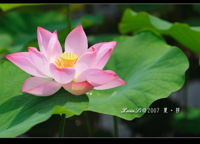 Lotus2007_26.jpg