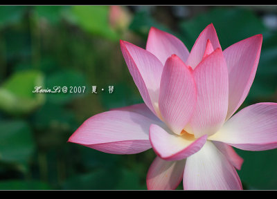 Lotus2007_27.jpg