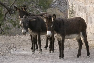 Donkeys at the mission