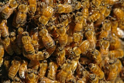 SWARM OF HONEY BEES