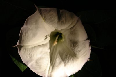 Moonflower