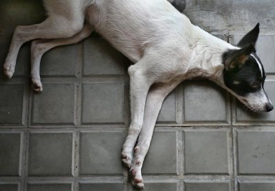 Dyr hund p Cuba-0303.jpg