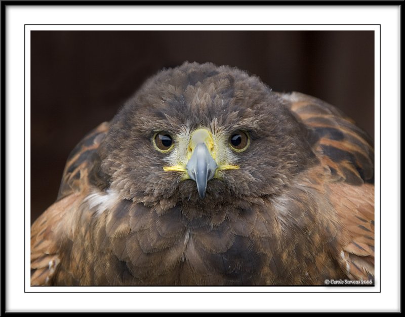 Harris Hawk Are you looking at me?