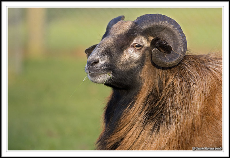 Cameroon ram!