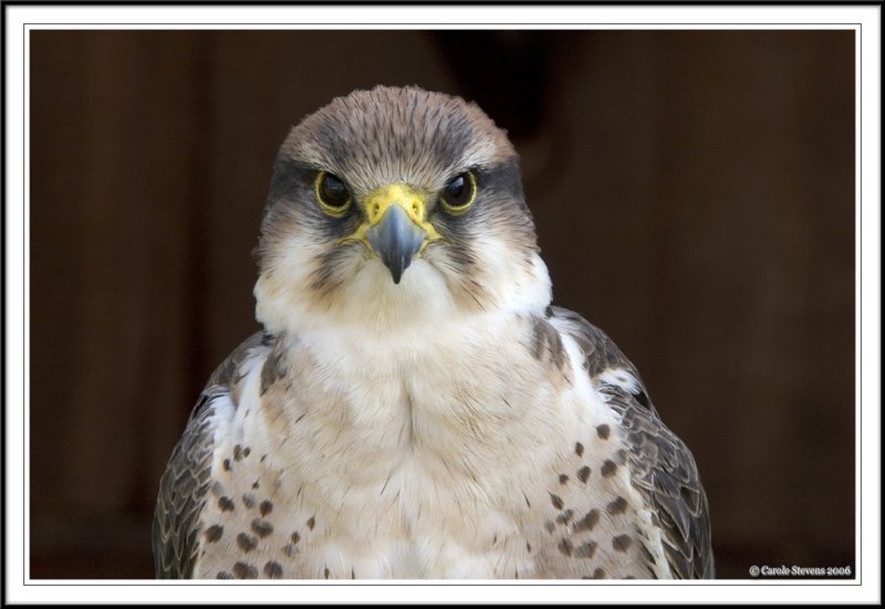 Lanner Falcon!