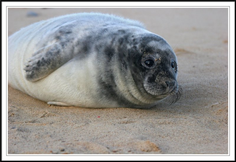 Grey Seal Pup!