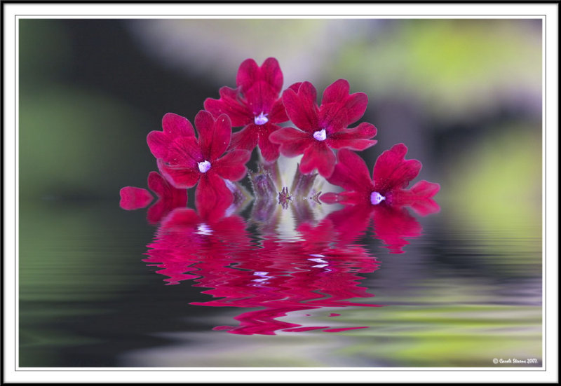 Geranium reflection!