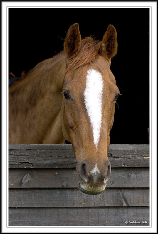 Chestnut beauty!