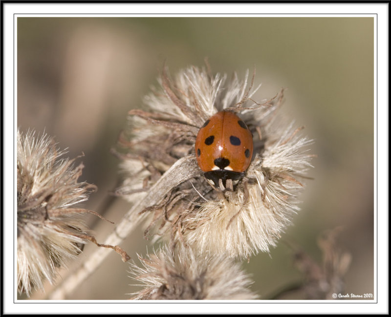 Seven spot ladybird - Coccinella 7-punctata on dead flower