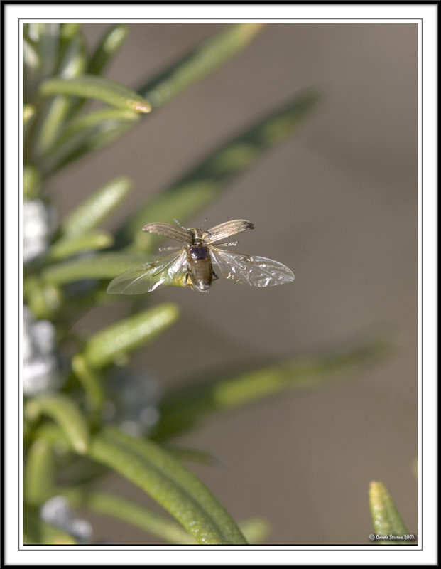 Weevil in flight!