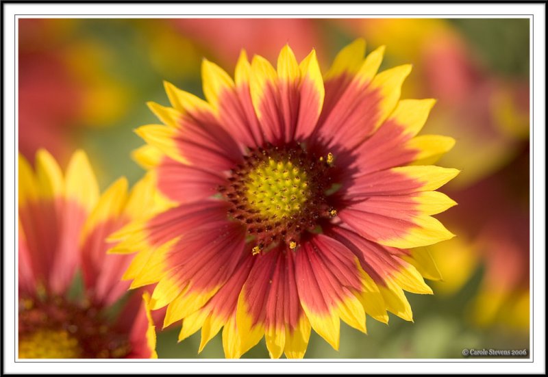 Gaillardia arista kobold!