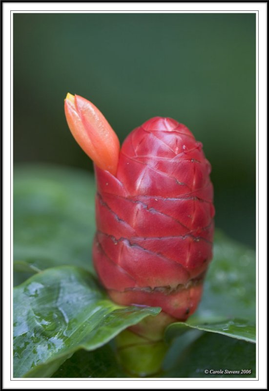 Red cone!