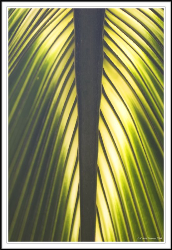 Palm leaf!