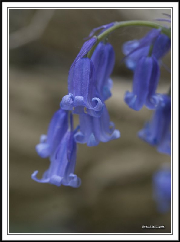 Curly petals!