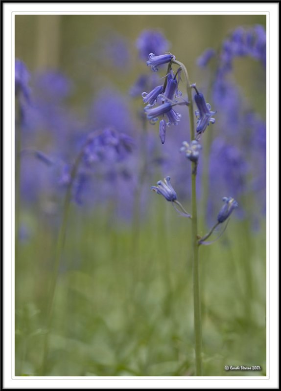 Fading blue!