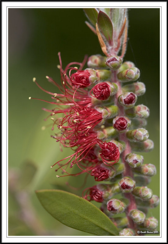 Bottlebrush explosion!