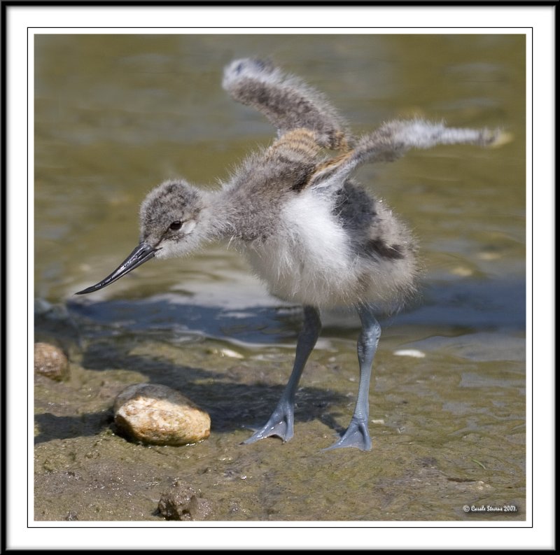 Avocet chick stretching!