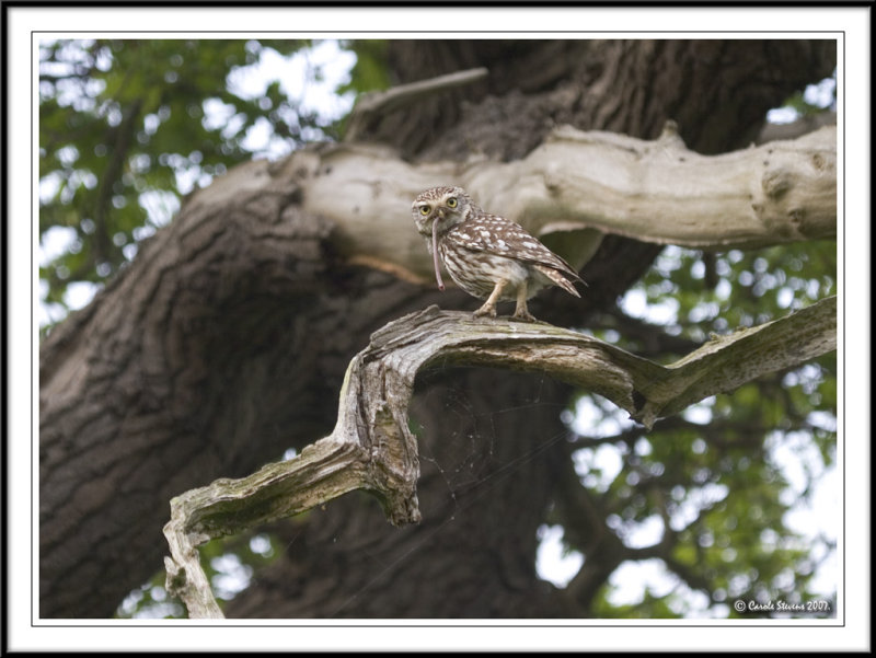 Little owl!