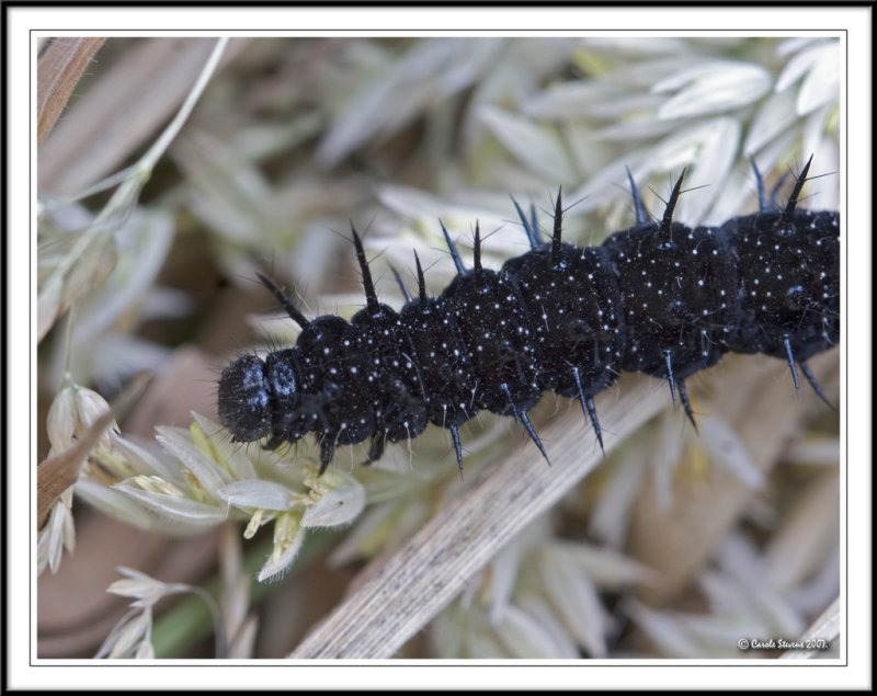 Peacock Butterfly Caterpillar!