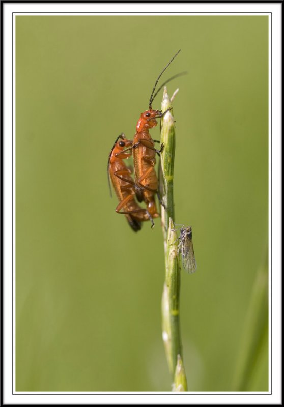 Click beetle  and the fly!