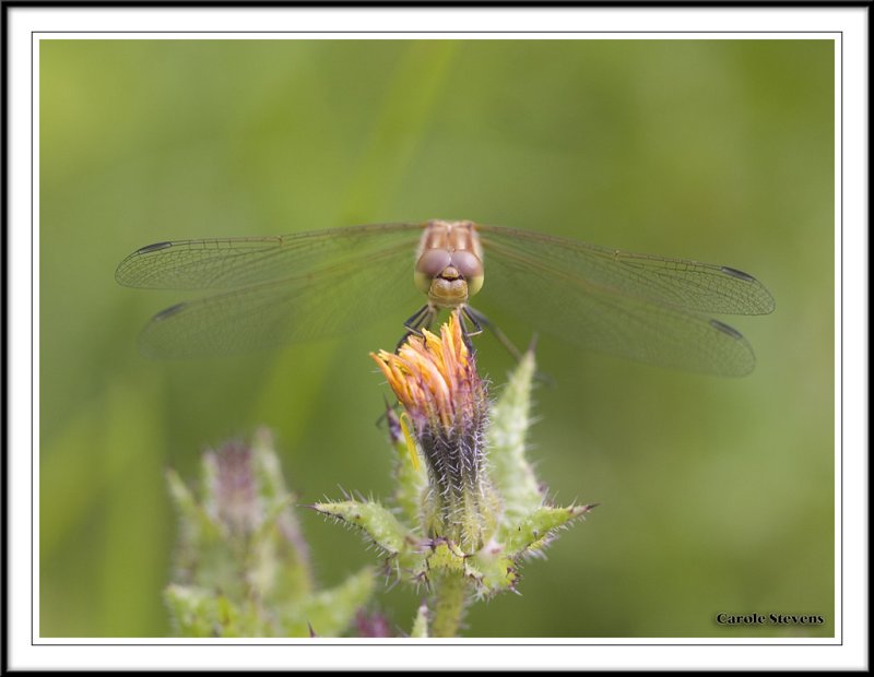 Common Darter - Sympetrum striolatum!