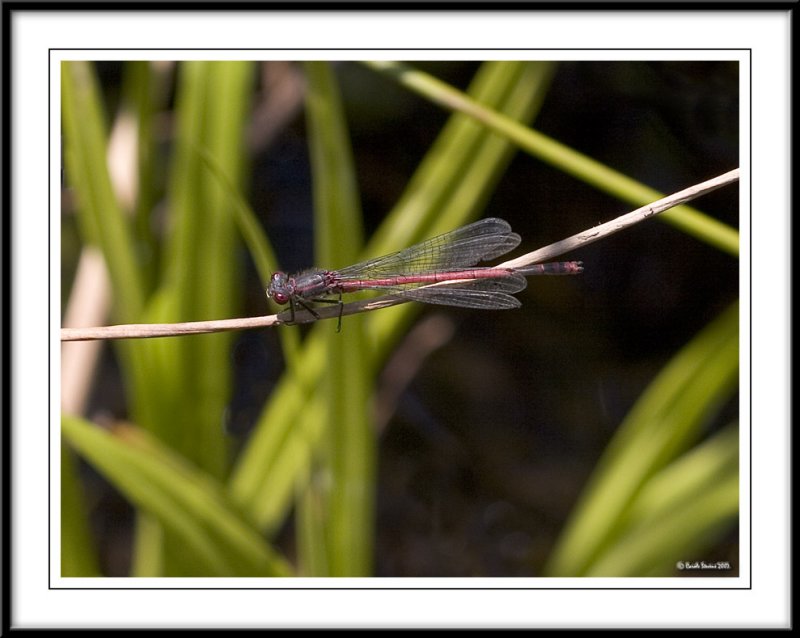 Large red damselfly - Pyrrhosoma nymphula!