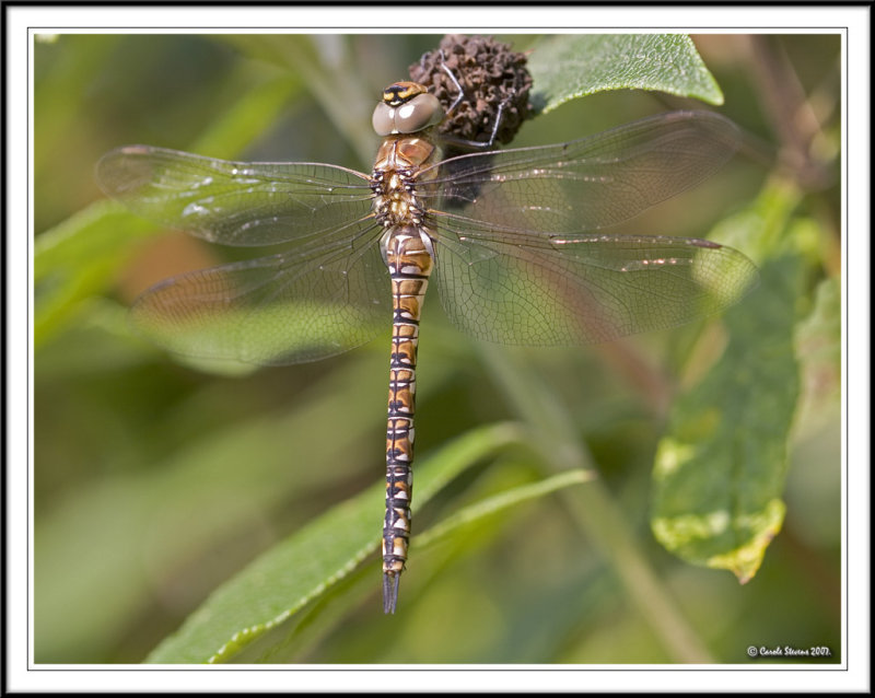 Female Hawker - Aeshna mixta!