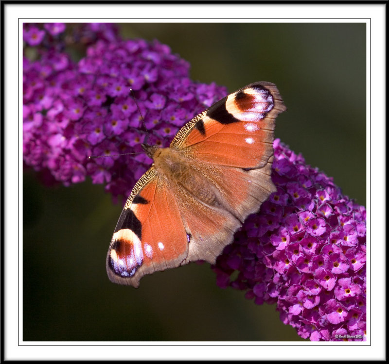 Peacock butterfly!