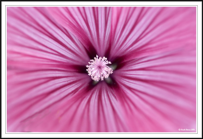 Radiating pink!