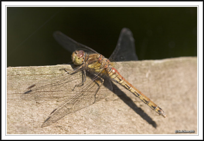 Jeuvenile Male Common Darter warming up!