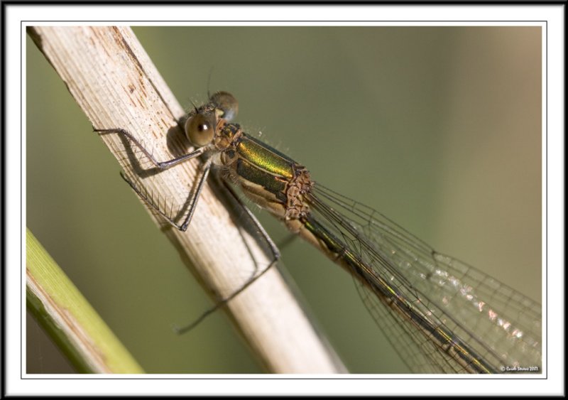 Emerald damsellfly body- Lestes sponsa.