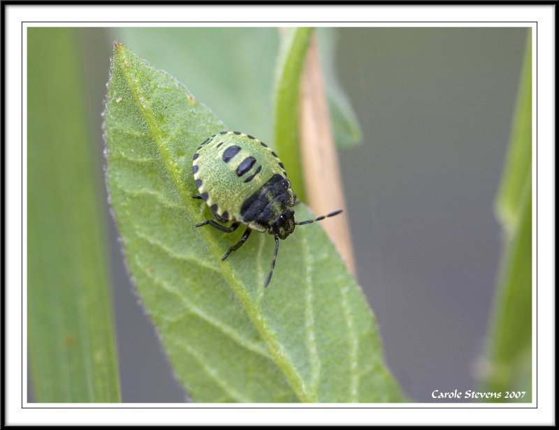 Green Sheild Bug nymph (Palomena prasina)