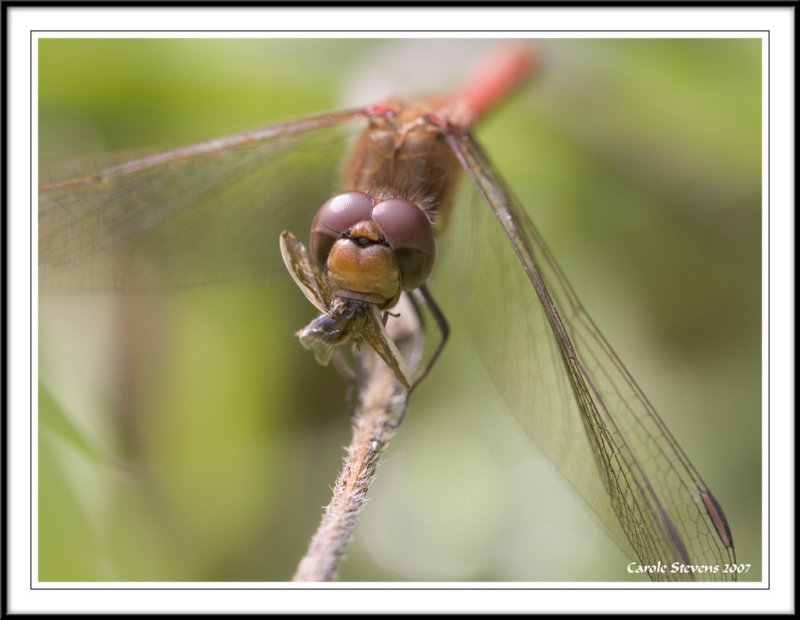 Darters Dinner- Male Common Darter!