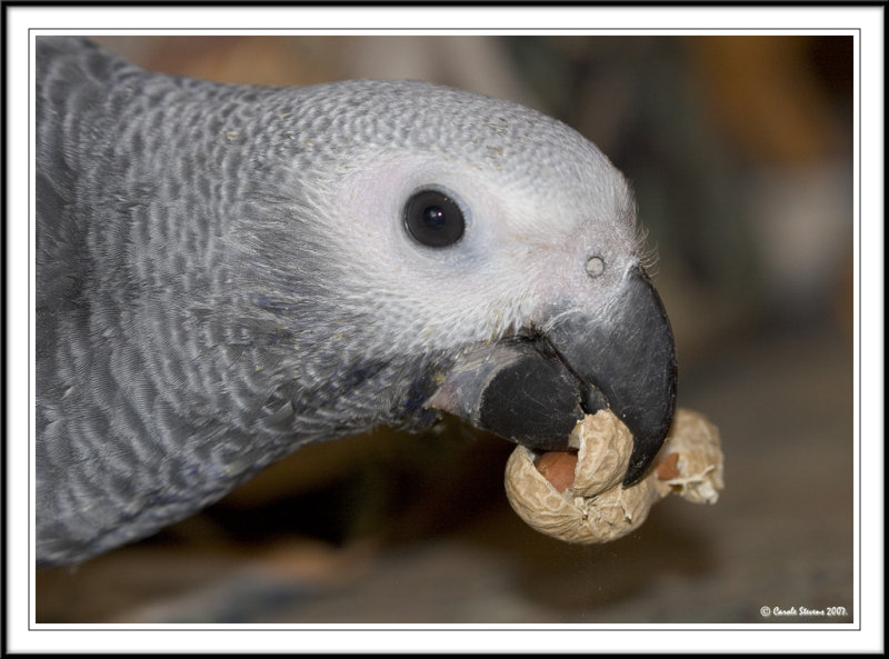Enjoying the peanut!